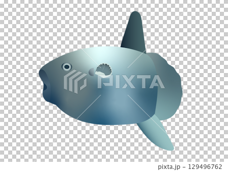 Illustration of a swimming sunfish Illustration of a swimming sunfish 129496762