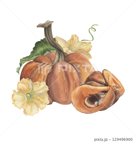 A composition with a whole and sliced orange pumpkin, with green leaves and yellow flowers. The watercolor illustration with vegetables is hand-drawn in a botanical style. For packaging design, autumn 129496900