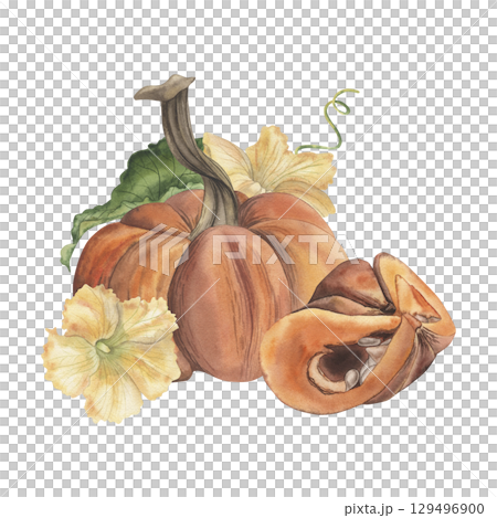 A composition with a whole and sliced orange pumpkin, with green leaves and yellow flowers. The watercolor illustration with vegetables is hand-drawn in a botanical style. For packaging design, autumn 129496900