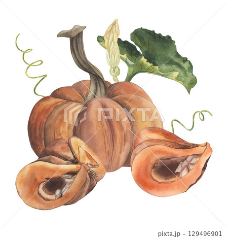 Composition with orange pumpkins, green mist, flower. Whole and cut pieces of autumn vegetables are hand-painted with watercolors in a botanical style. For design of postcards, decoration Thanksgiving 129496901