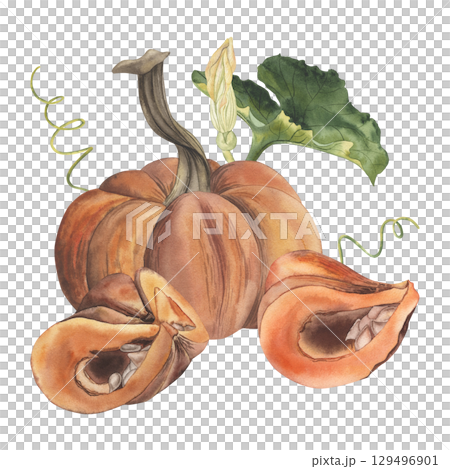 Composition with orange pumpkins, green mist, flower. Whole and cut pieces of autumn vegetables are hand-painted with watercolors in a botanical style. For design of postcards, decoration Thanksgiving 129496901