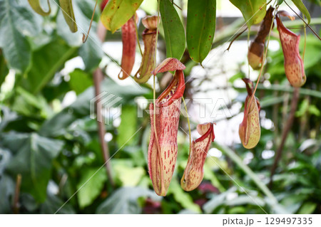 ネペンテス（ウツボカズラ）「イモービル・コト」　Nepenthes 'Immobile Koto' 129497335