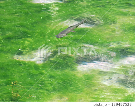 沼底まで見えるほど透き通る沼と鱒 129497525