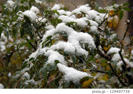 樹木に降り積もる雪 129497739