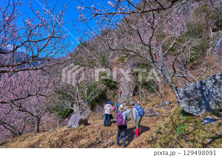 梅の花咲く神奈川県湯河原町の幕山(まくやま)のロッククライマーとハイカー 129498091
