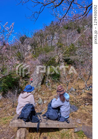 梅の花咲く神奈川県湯河原町の幕山(まくやま)のロッククライマーとハイカー 129498092
