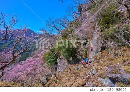 梅の花咲く神奈川県湯河原町の幕山(まくやま)のロッククライマー 129498093