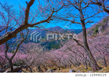 梅の花咲く神奈川県湯河原町の幕山(まくやま)と西側の風景 129498129