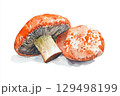 Watercolor Illustration of Two Vibrant Orange Mushrooms on a White Background 129498199