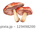 Watercolor Illustration of Vibrant Red Mushrooms with Delicate Gills and Textured Stems on White Background 129498200