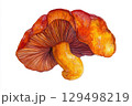 Vibrant Orange Mushroom with Detailed Texture and Unique Color Gradients in a Nature Illustration 129498219