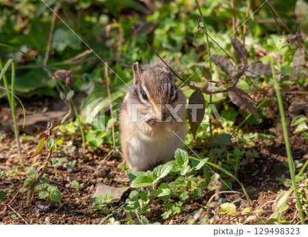 シマリス シマリス 129498323