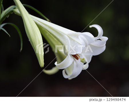 白く美しいタカサゴユリのアップ 129498474