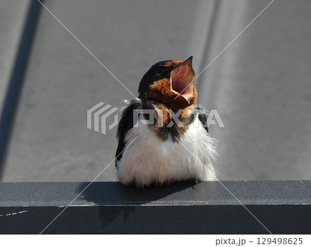 餌を待つ子ツバメ 129498625