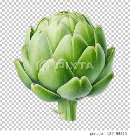 Vibrant watercolor art of fresh green artichoke with detailed leaves and stem showing natural texture and beauty in realistic style 129498820