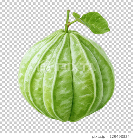 Green fruit with leaf watercolor painting shows natural freshness and organic texture in detailed botanical style artwork 129498824