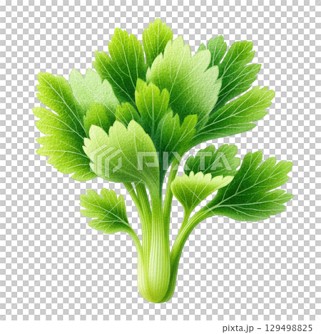 Watercolor illustration of fresh green celery leaves with detailed texture and vibrant colors creating natural and lively botanical 129498825