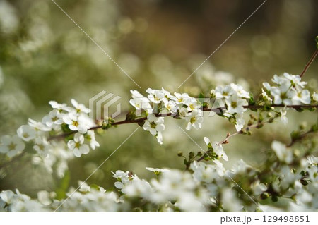 ユキヤナギの白い花	 129498851