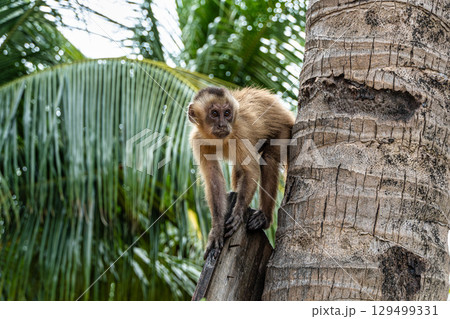 Little monkeys at the broom village in Vassouras, Barreirinhas, Maranhao, Brazil 129499331