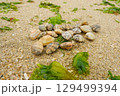 砂浜に集められた貝殻　潮干狩り　 129499394