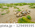 砂浜に集められた貝殻　潮干狩り　 129499395