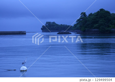 島原港で羽を休める鳥 島原港で羽を休める鳥 129499504