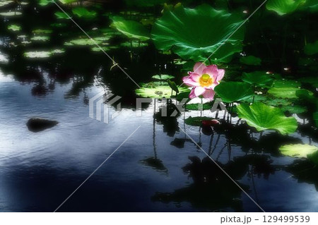 水面に映る蓮の花 129499539