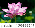 蓮の花のある風景 129499545