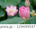蓮の花のある風景 129499547
