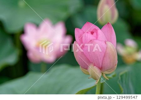 蓮の花のある風景 129499547