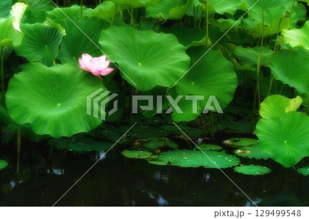 池に浮かぶ蓮の花 池に浮かぶ蓮の花 129499548