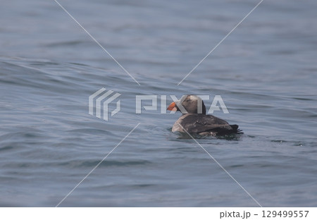 エトピリカの幼鳥 エトピリカの幼鳥 129499557