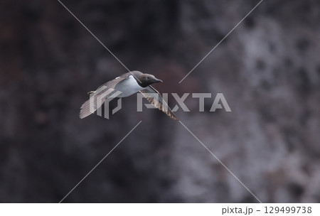 飛翔するウミガラス 129499738