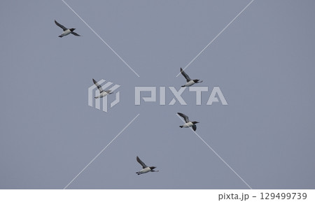 群れで飛ぶウミガラス 129499739