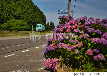 里山に咲く紫陽花と電車と水車 129499763