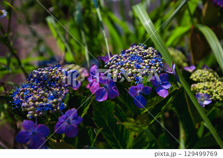 里山に咲く紫陽花と電車と水車 129499769