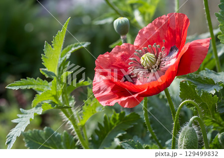 red poppy flowers in the garden 129499832