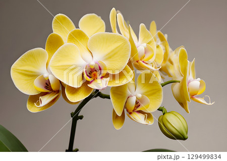 yellow orchid flowers on black background 129499834