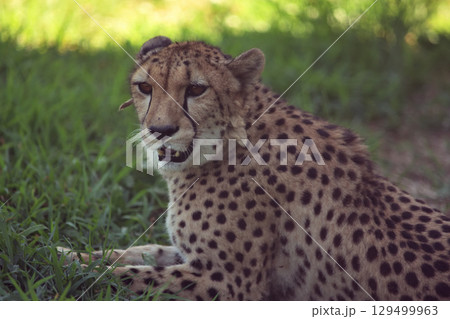 日本の夏の暑さに茫然とするチーター 129499963