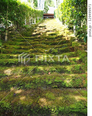 お寺の苔の階段 お寺の苔の階段 129499971