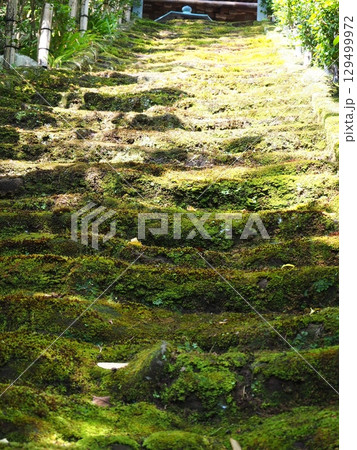 お寺の苔の階段 お寺の苔の階段 129499972