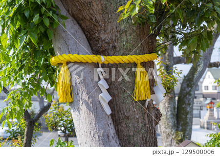 綱敷天満宮　良縁・夫婦円満の木（兵庫県神戸市） 129500006