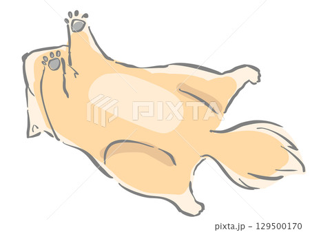 お腹を見せて寝る犬 129500170