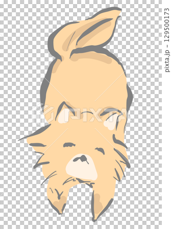 博美犬面向前方 129500173