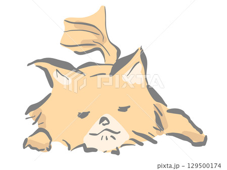 寝ている小型犬 寝ている小型犬 129500174