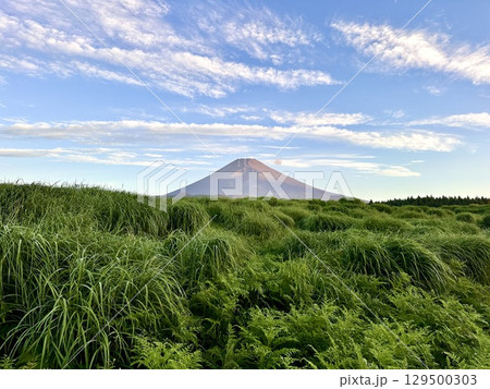 朝の草原から見る夏の富士山 129500303