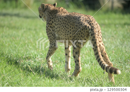 真夏の日差しの中を歩くチーター 真夏の日差しの中を歩くチーター 129500304