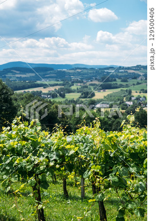 Vineyard view overlooking a rural landscape of rolling hills and scattered houses. Wine tourism, agritourism, eco-luxury retreats, rural regeneration Vineyard view overlooking a rural landscape of rolling hills and scattered houses. Wine tourism, agritourism, eco-luxury retreats, rural regeneration 129500406