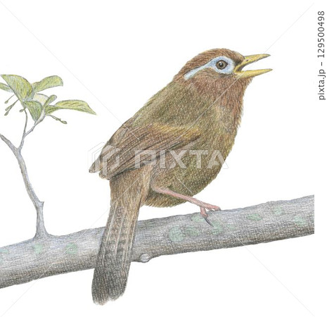 ガビチョウ_色鉛筆画 ガビチョウ_色鉛筆画 129500498