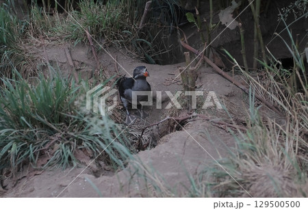 巣穴に帰ってきたウトウ 129500500